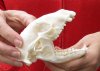 Raccoon Skull measuring 4-3/4 inches long - You are buying the skull shown for $30