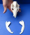 Opossum Skull Number 2 Grade 5-1/2 inches long and 3 inches wide - You are buying the skull pictured for $20 (Bottom jaw not glued, nose damage)