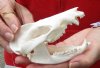 Opossum Skull 4-3/4 inches long and 2-1/2 inches wide - You are buying the skull pictured for $40