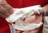 Opossum Skull 5 inches long and 2-3/4 inches wide - You are buying the skull pictured for $40