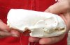 North American Otter Skull 4-1/2 by 3 inches - You are buying this one for $50