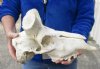 Kudu Skull with no horns - You are buying the kudu skull shown for $60.00