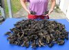 300 piece lot of Louisiana Alligator Feet, good quality, polyurethane coated, 3 to 4-1/2 inches - you are buying the 300 piece lot for $600  ($2 per foot)(Adult Signature Required)