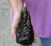 One Preserved Florida Alligator Foot/Feet for sale 7-1/2 inches long - you are buying the foot pictured for $12