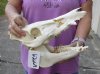 12-1/4 inch wild boar skull, commercial grade - You are buying the skull pictured for $40
