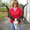 Kudu Skull for Sale with 30 and 31 inch Horns - You are buying this one for $200