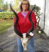 Kudu Skull for Sale with 34-1/2 inch Horns - You are buying this one for $225