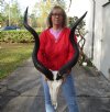 Kudu Skull for Sale with 42 inches Horns - You are buying this one for $295