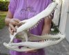 17-1/2 inch Florida Alligator Skull from an estimated 9 foot gator - You are buying the gator skull shown for $150 (crushed bone on top "Pathology")