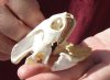 Extra Large Map Turtle Skull 2-3/4 inches (You are buying the turtle skull shown) for $36