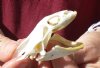 Soft Shell Turtle Skull 2-3/4 inches (You are buying the turtle skull shown) for $36