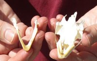 Soft Shell Turtle Skull 2-3/4 inches for $36