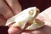 Extra Large Map Turtle Skull 2-1/2 inches (You are buying the turtle skull shown) for $32