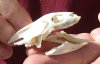 Soft Shell Turtle Skull 2-1/2 inches (You are buying the turtle skull shown) for $36