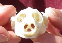 Soft Shell Turtle Skull 2-1/2 inches for $36