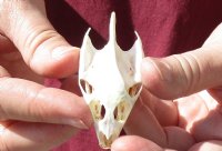 Soft Shell Turtle Skull 2-1/2 inches for $36