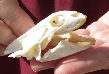Soft Shell Turtle Skull 3 inches for $48