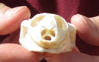 Soft Shell Turtle Skull 3 inches (You are buying the turtle skull shown) for $48