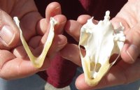 Soft Shell Turtle Skull 3 inches (You are buying the turtle skull shown) for $48