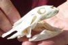 Soft Shell Turtle Skull 3-1/2 inches (You are buying the turtle skull shown) for $48