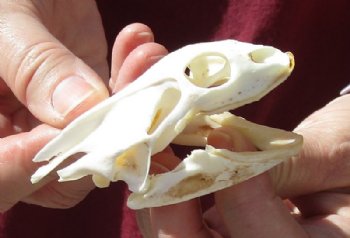 Soft Shell Turtle Skull 3-1/4 inches for $48