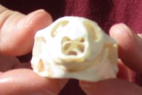 Soft Shell Turtle Skull 3-1/4 inches for $34