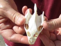 Soft Shell Turtle Skull 3-1/4 inches for $34