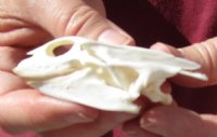 Soft Shell Turtle Skull 3-1/4 inches for $34