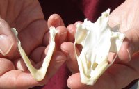 Soft Shell Turtle Skull 3-1/4 inches for $34