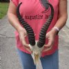 #2 Grade Male springbok skull and horns for sale - Horns 12 inches - Review all photos carefully, you are buying the one shown for $40 (Damage to nose and back of skull. Damage to back of horns and horn tip)