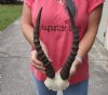 13 inch Male Blesbok Horns on Skull Plate - You are buying the horns and skull plate shown for $35.00