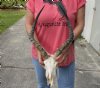#2 African impala skull with horns 19 inches around the curve - you are buying this one for $70 (damaged nose and missing teeth, horns come off for shipping)