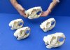 5 pc lot of #2 Grade North American Beaver Skulls (castor) measuring 4 inches to 5-1/4 inches long- You are buying the skulls shown for $65/lot (Damaged skulls and jaw glued shut)