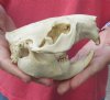 North American Beaver Skull (castor) 5-1/4 inches long - You are buying the small animal skull pictured for $28 (pathology/side bone)