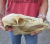 XL Whitetail deer skull (doe) measuring 11-3/4 inches long - You are buying the skull in the photo for $45.00 (Discolored and jaw glued in place)