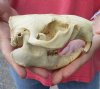 North American Beaver Skull (castor) 5-1/4 inches long - You are buying the small animal skull pictured for $28