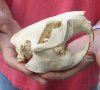 North American Beaver Skull (castor) 5 inches long - You are buying the small animal skull pictured for $28