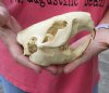North American Beaver Skull (castor) 5-1/2 inches long - You are buying the small animal skull pictured for $28 