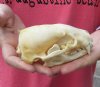North American badger skull for sale, 5 inches long - review all photos. You are buying the skull pictured for $52.00 