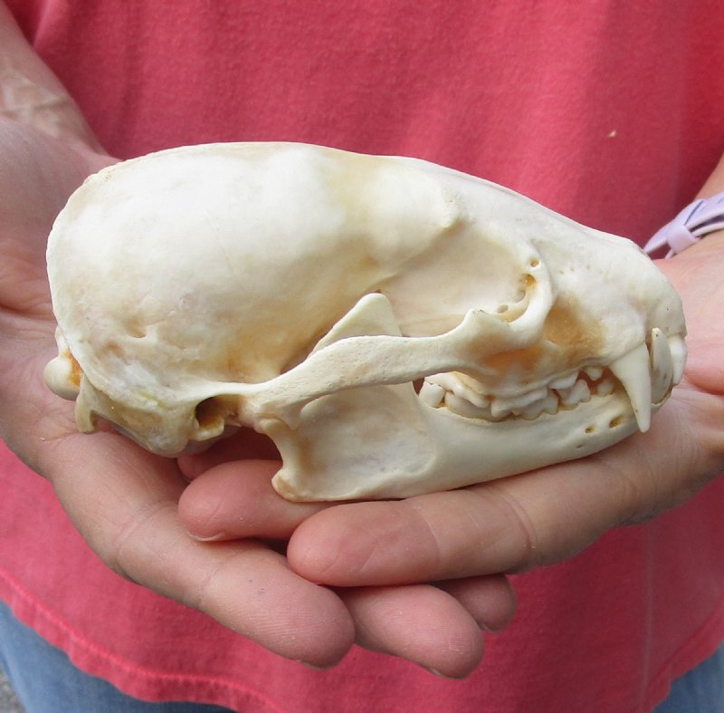 American Badger Skull 
