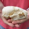 North American badger skull for sale, 4-3/4 inches long - review all photos. You are buying the skull pictured for $52.00 