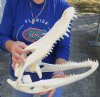 18-3/4 inch Alligator Skull from an estimated 10 foot Florida gator - You are buying the gator skull shown for $150 (minor damage to top and back of skull)