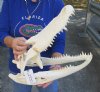 18-1/4 inch Alligator Skull from an estimated 10 foot Florida gator - You are buying the gator skull shown for $145 (damage on side of skull)