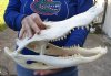 15 inch Alligator Skull from an estimated 8 foot Florida gator - You are buying the gator skull shown for $50