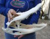 15 inch Alligator Skull from an estimated 8 foot Florida gator - You are buying the gator skull shown for $65