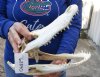 12-1/2 inch Alligator Skull from an estimated 7 foot Florida gator - You are buying the gator skull shown for $50