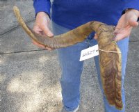 35 inch Goat Horn for sale - $30.00 - You will receive the horn in shown