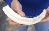 10 inch Warthog Tusk, Warthog Ivory from African Warthog .45 lb (You are buying the tusk in the photo) for $49