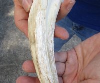 10 inch Warthog Tusk, Warthog Ivory from African Warthog .45 lb (You are buying the tusk in the photo) for $49