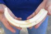 10-1/2 inch Warthog Tusk, Warthog Ivory from African Warthog .45 lb (You are buying the tusk in the photo) for $49